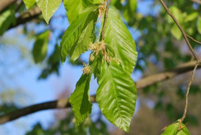Fagus orientalis - jarní větévka - listy s květenstvím